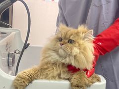-贝康宠物医院·犬猫全科·小动物特色诊疗中心(东环路店)