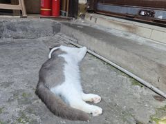 -磁器口古镇