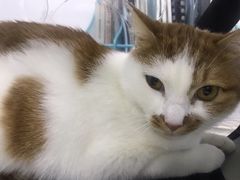 -莘程宠物医院(金山店)