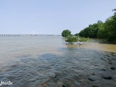 -宝安西湾红树林湿地公园