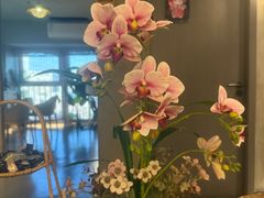 -施奈儿.洗头頭療.按摩SPA.采耳(上梅林店)