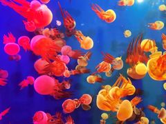 -成都浩海立方海洋公园