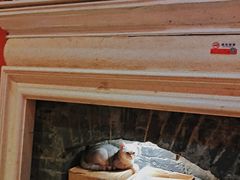 -猫色咖啡·猫咖