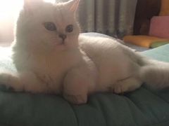 -糯米喵星人总部直营旗舰店·猫舍·幼猫出售