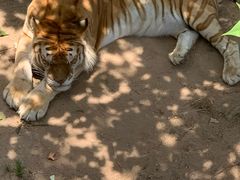 -西霞口神雕山野生动物世界
