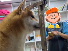 -安安宠医宠物医院·异宠·犬猫内科(岳阳分院)