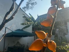 -秋霞圃