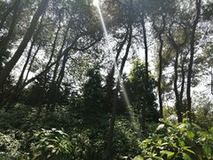 -铁山坪森林公园