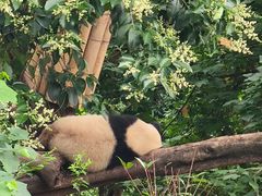 -成都大熊猫繁育研究基地