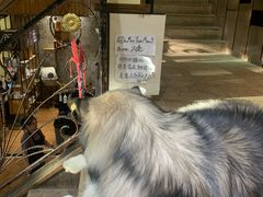 -more than meow吴止猫主题餐厅(承德 中船汇店)