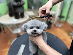 -鑫艺宠物美容培训学校