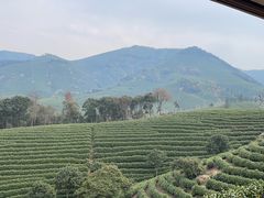 -白茶原·一片叶子