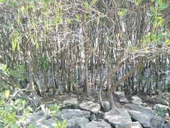 -深圳湾公园(南山区)