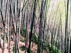 -午潮山国家森林公园