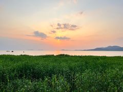 -西京湾花海