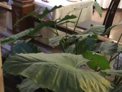 -顺峰·粤菜海鲜·早茶自助(阜成店)