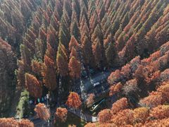 -黄海国家森林公园