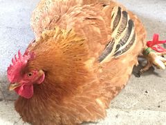 -15年老字号鑫鑫猪肚鸡·椰子鸡海南火锅(兴隆华侨农场店)