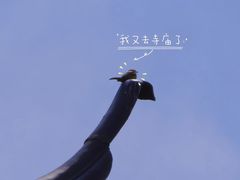 -高旻寺