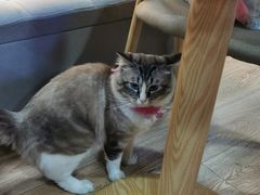 -白兔子密室(长寿路店)