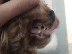-北京观赏动物医院·24小时大型综合·猫专科·异宠专科