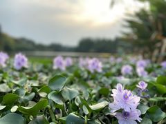 -艾溪湖湿地公园