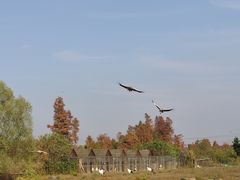 -池杉湖湿地公园