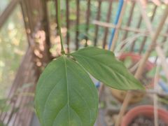 -广州神农草堂中医药博物馆