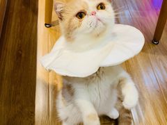 -滚猫咖啡·猫咖·猫友好撸猫(未来城店)