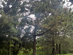 -日照海滨国家森林公园