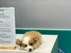 -博特宠物医院24h犬猫全科.骨科·异宠