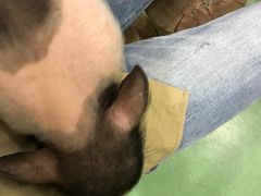 -藦茜花园宠物主题亲子互动体验馆(国顺东路店)