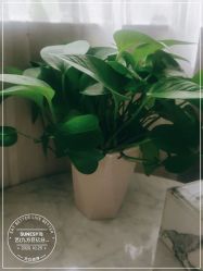 -尚艺造型.剪烫染.接发