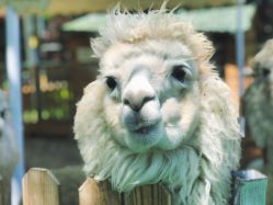 -萌宠亲子动物乐园(槐房万达店)