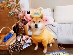 -柴迷FANS CLUB·柴犬狗咖·猫咖