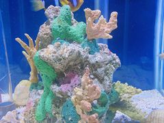 -太平洋海底世界