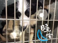 -仁华宠物医院(青羊店)