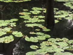 -广州兰圃