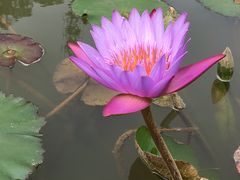 -东莞植物园