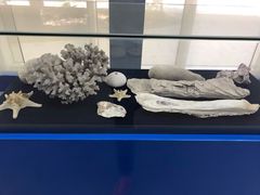 -上海海洋大学鱼文化博物馆(军工路校区)