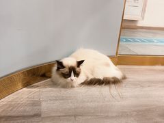 -BABIT巴比特宠物(MOMOPARK店)