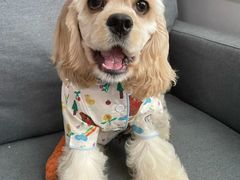 -萌宠之家·腊肠犬·马尔泰·小体犬舍