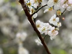 -广州市流溪河国家森林公园
