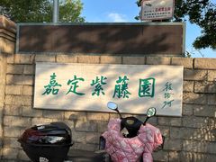 -嘉定紫藤园