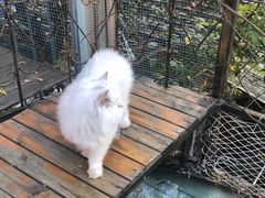 -喵屿·大理花园猫咖