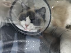 -博特宠物医院24h犬猫全科.骨科·异宠