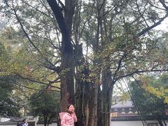 -西湖风景区十里琅珰-五云山
