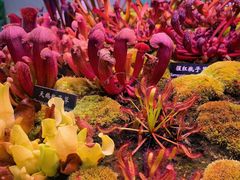 -中国科学院西双版纳热带植物园