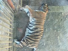 -栾川竹海野生动物园