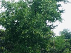-梨云山居农家乐